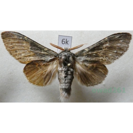 Stauropus fagi (Linnaeus, 1758) male Potwora buczynówka Czech6k